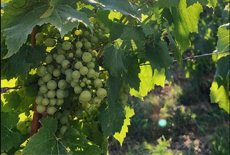 Vigne de Givry-lès-loisy